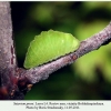 satyrium pruni larva4b